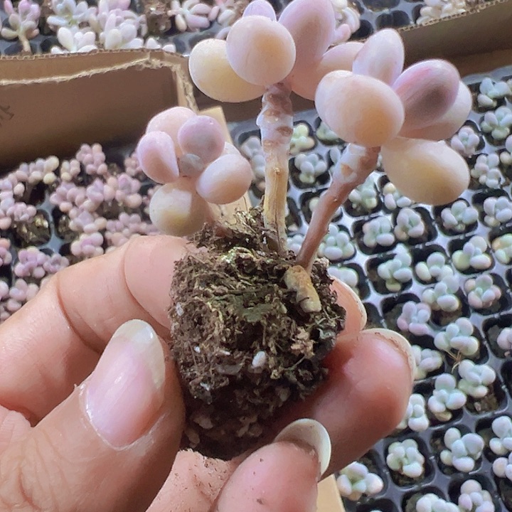 桃蛋精品多肉植物大战