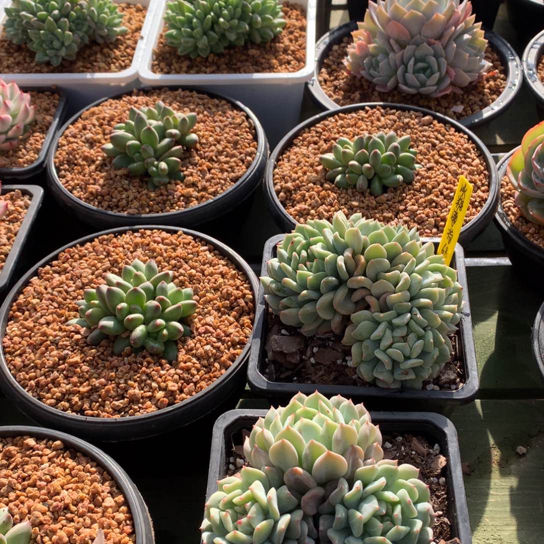 柠***夏我们家的小姐姐们