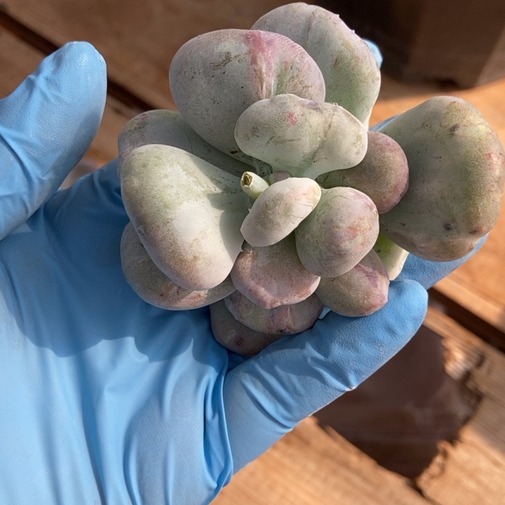 油煎丸子锦多肉植物