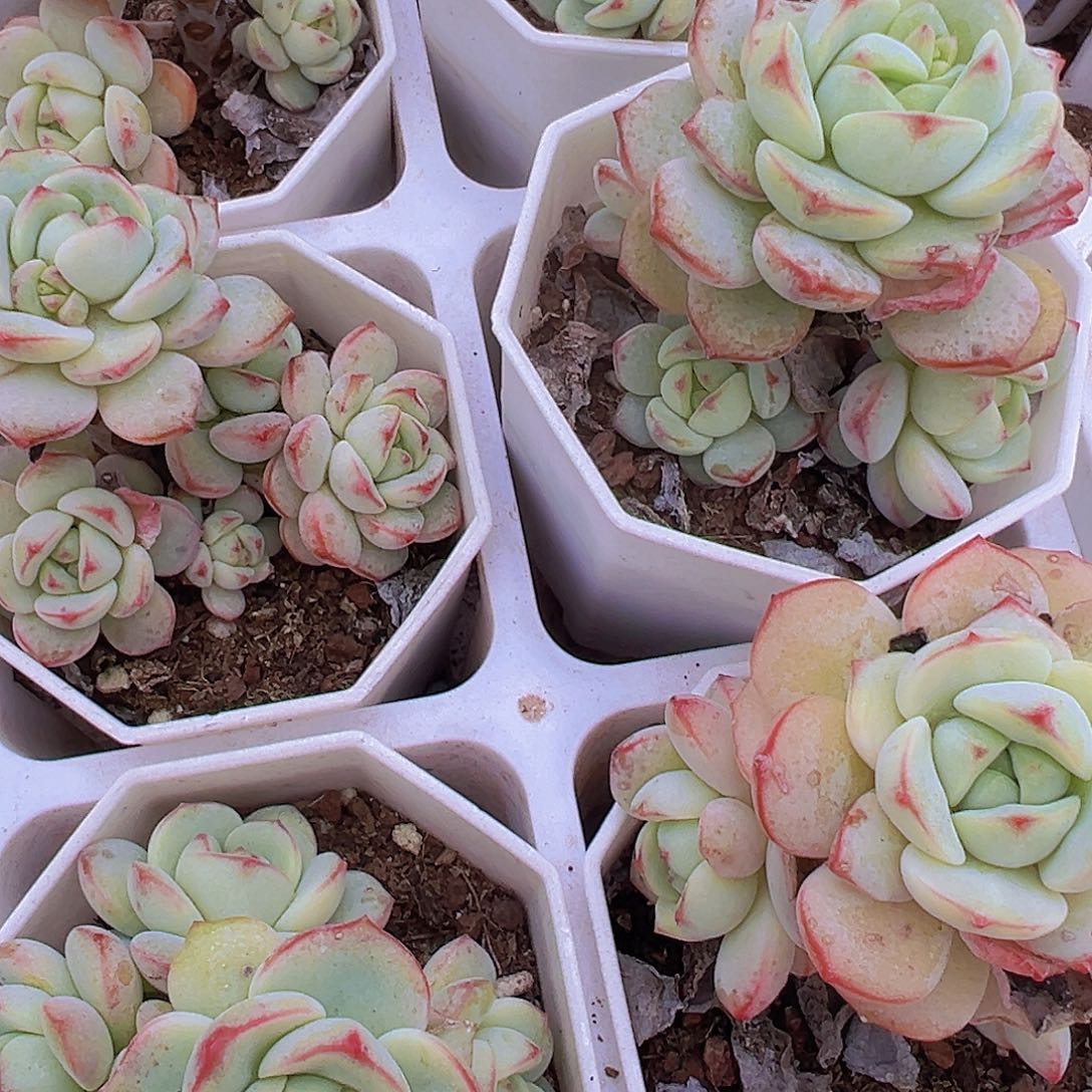 老桩香草19包邮多肉植物