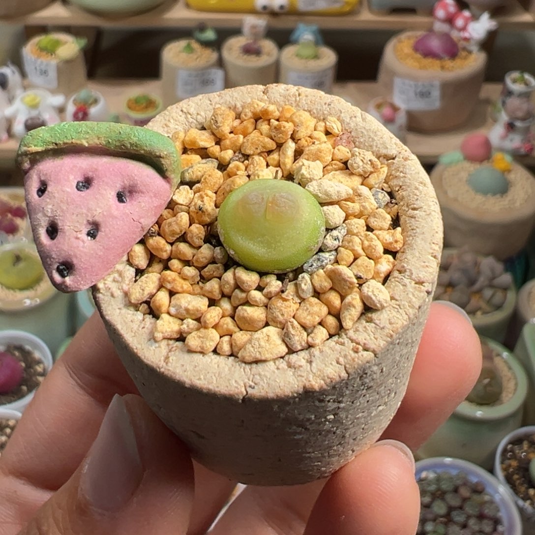 多肉植物179号拉登