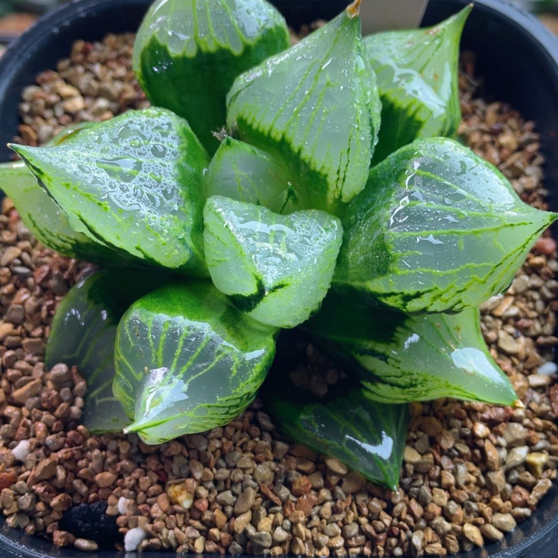 9.十二卷多肉裹般若寿。     