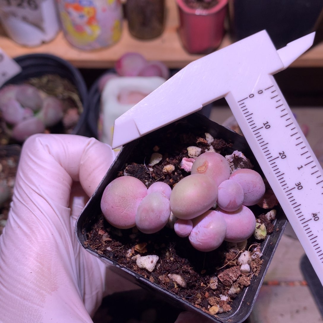 水光针奶酪多肉水光针