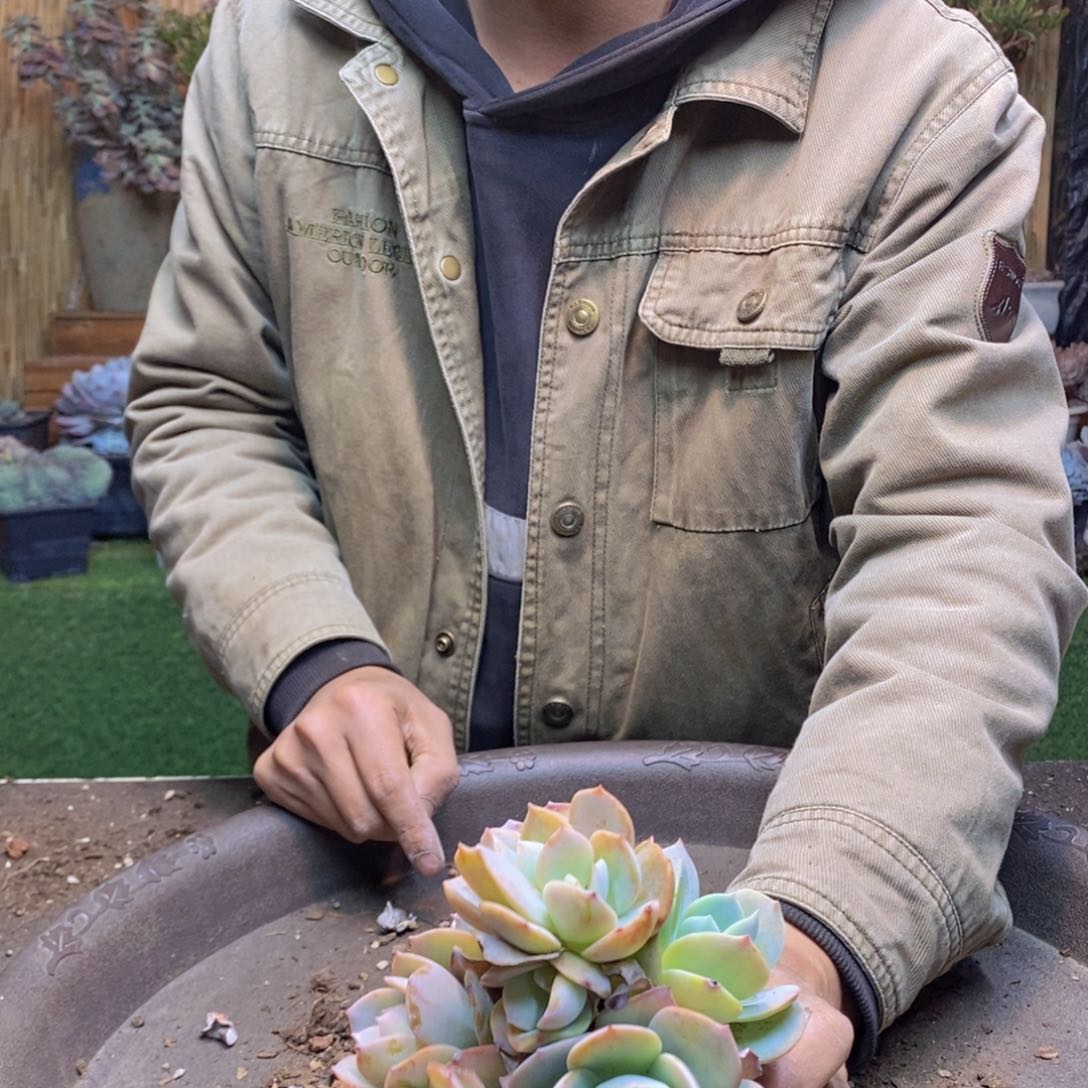 皮***粥F147号白凤手捧