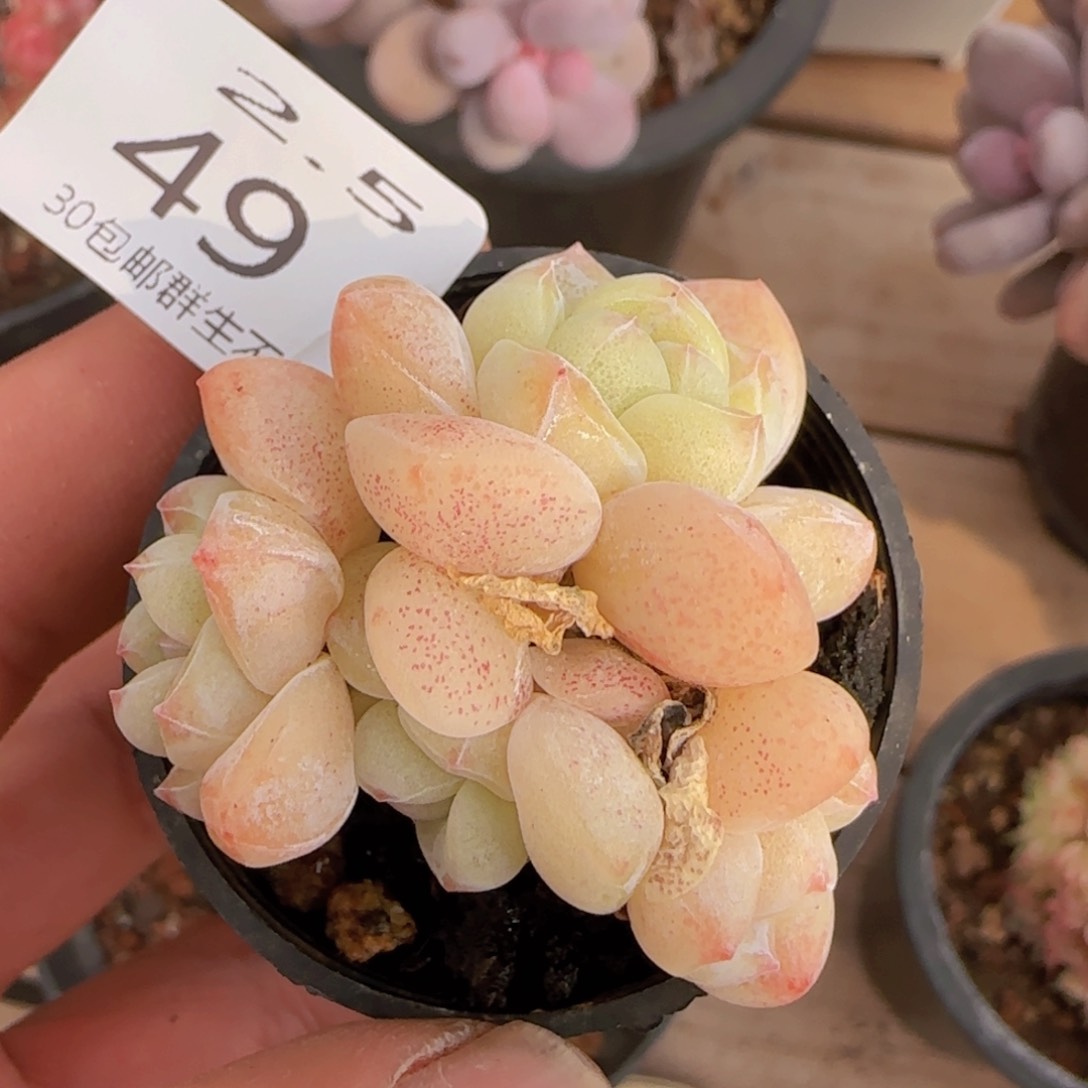 四头冰玉一颗脱土