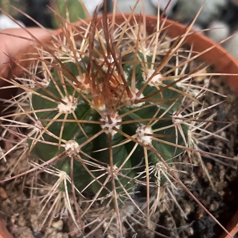 实生长刺赫云福利