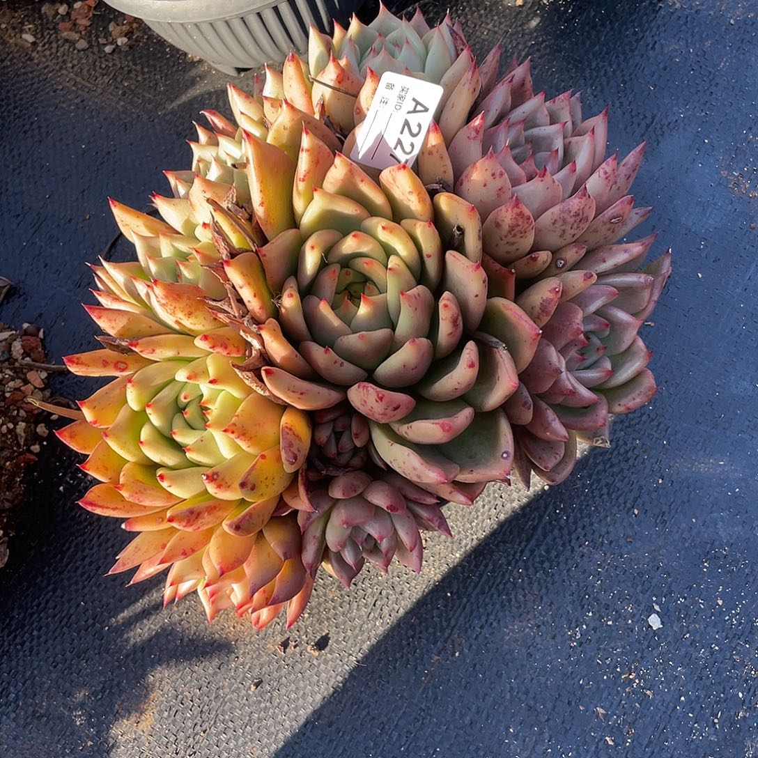 若如东云单拍A227