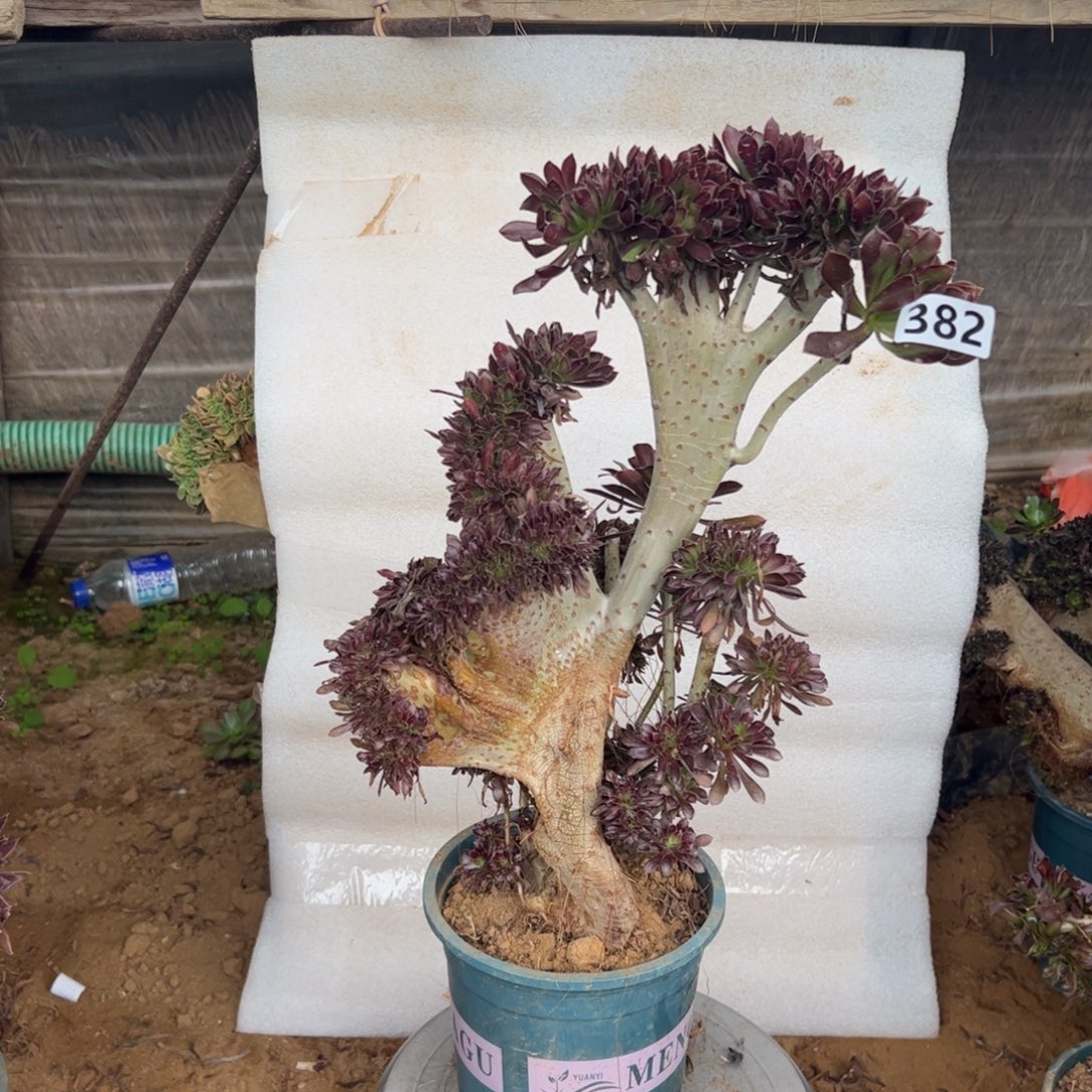 有伤黑缀382高度40厘米