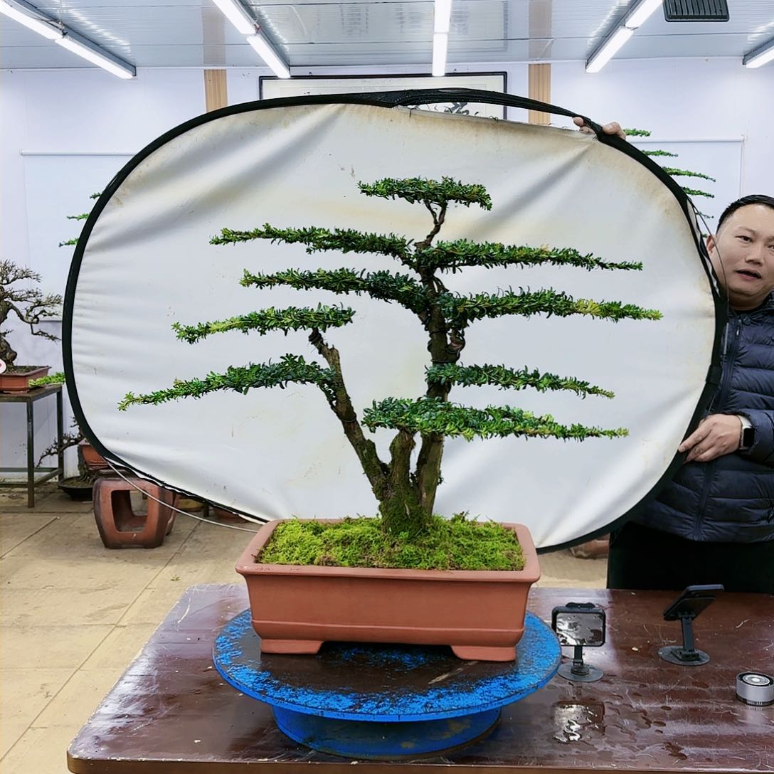 盆景欢迎大家一起来捡漏