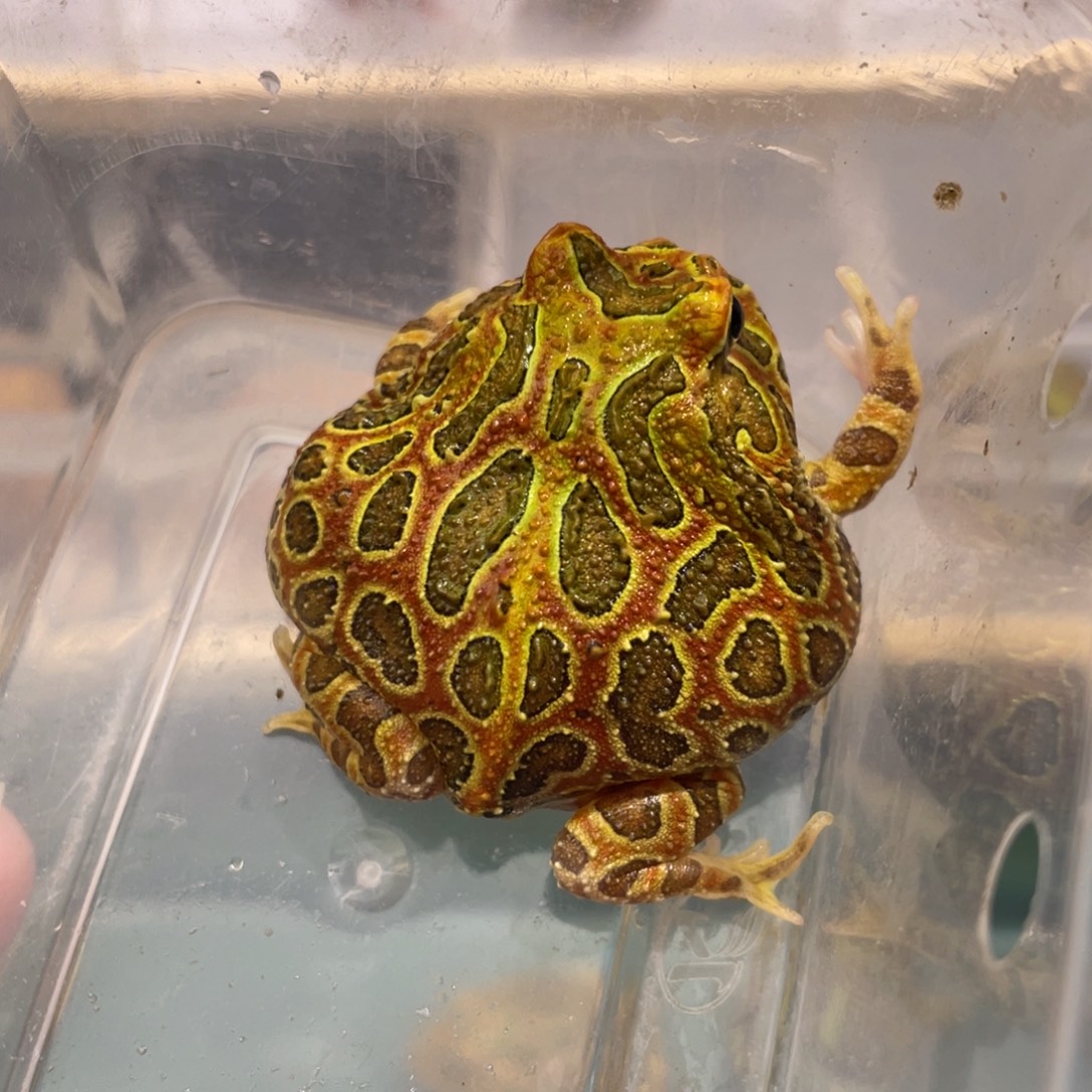 啊***嘚角蛙钟角到货拍摄开箱视频包邮包活