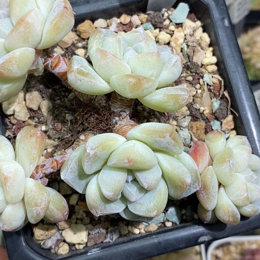 329东篱下多肉植物盆栽