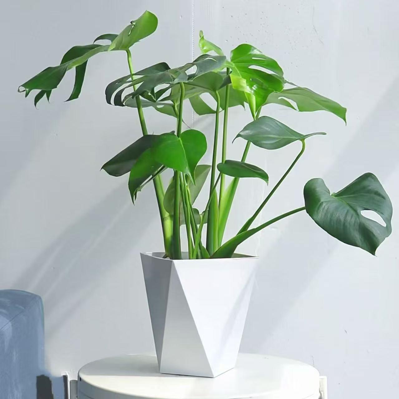 老桩龟背竹大叶开背室内客厅办公室大盆栽植物吸甲醛大型特大号