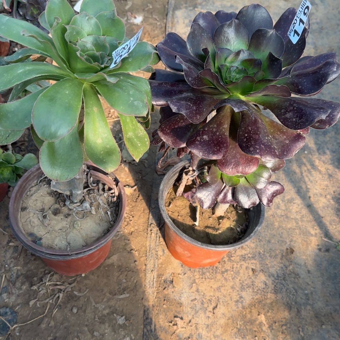 多肉119+044满20包邮断枝不包