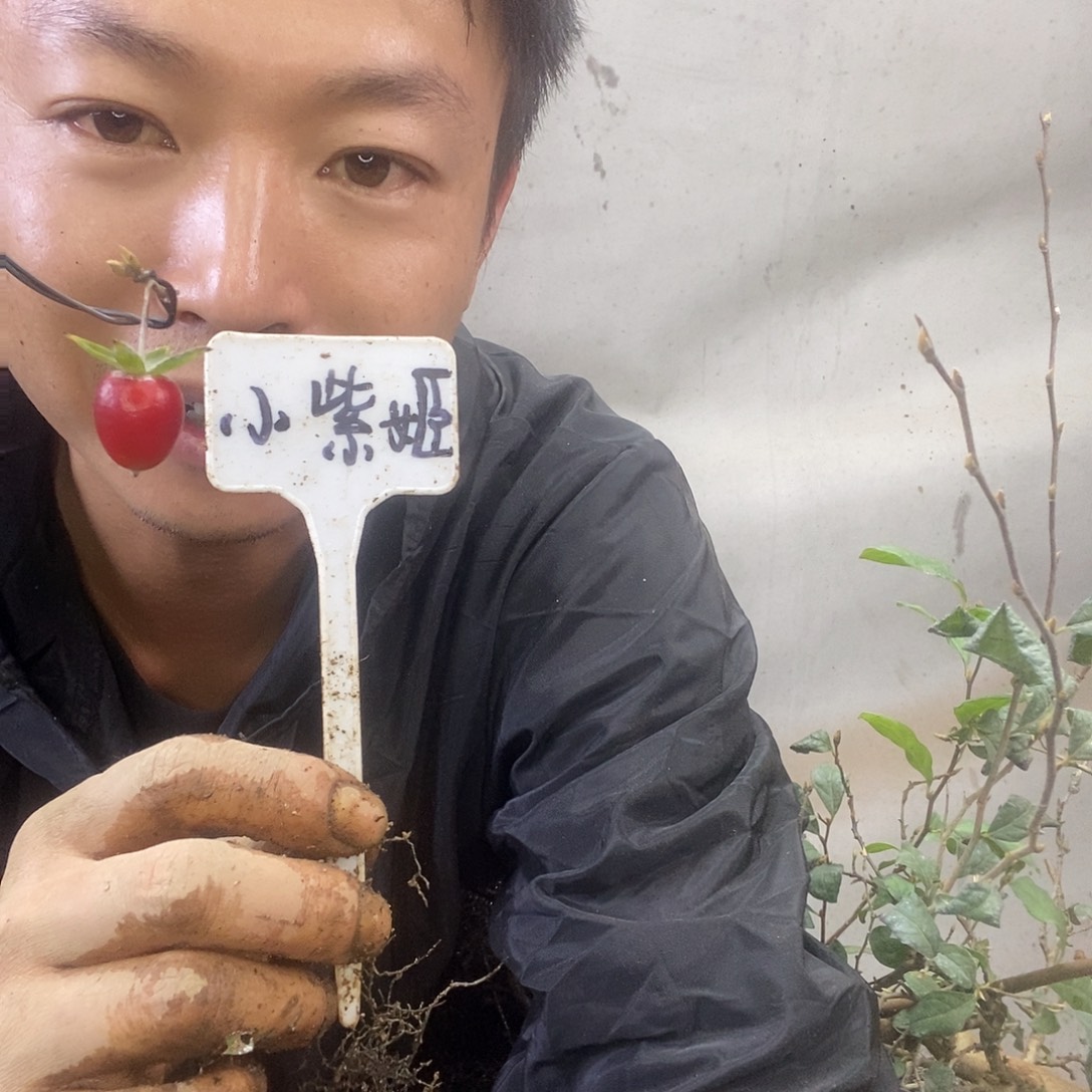 笑***生无花朵老鸦柿小紫姬
