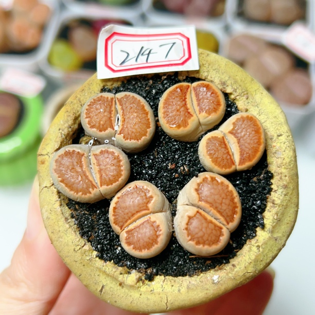 2147，生石花红窗菊双头