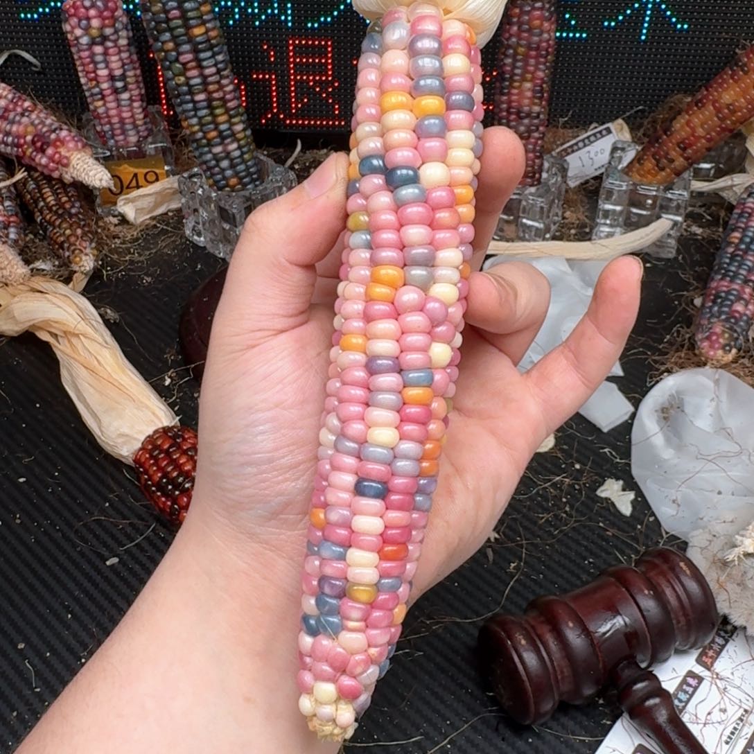 柏香籽/百香籽吊坠灵*?