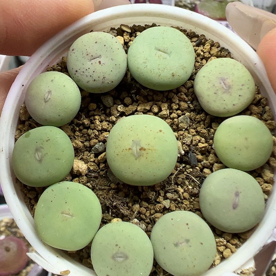 761大型红嘴带盆土发货