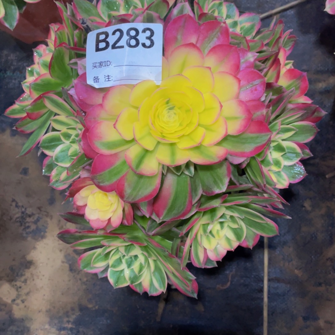 283海仙11111多肉