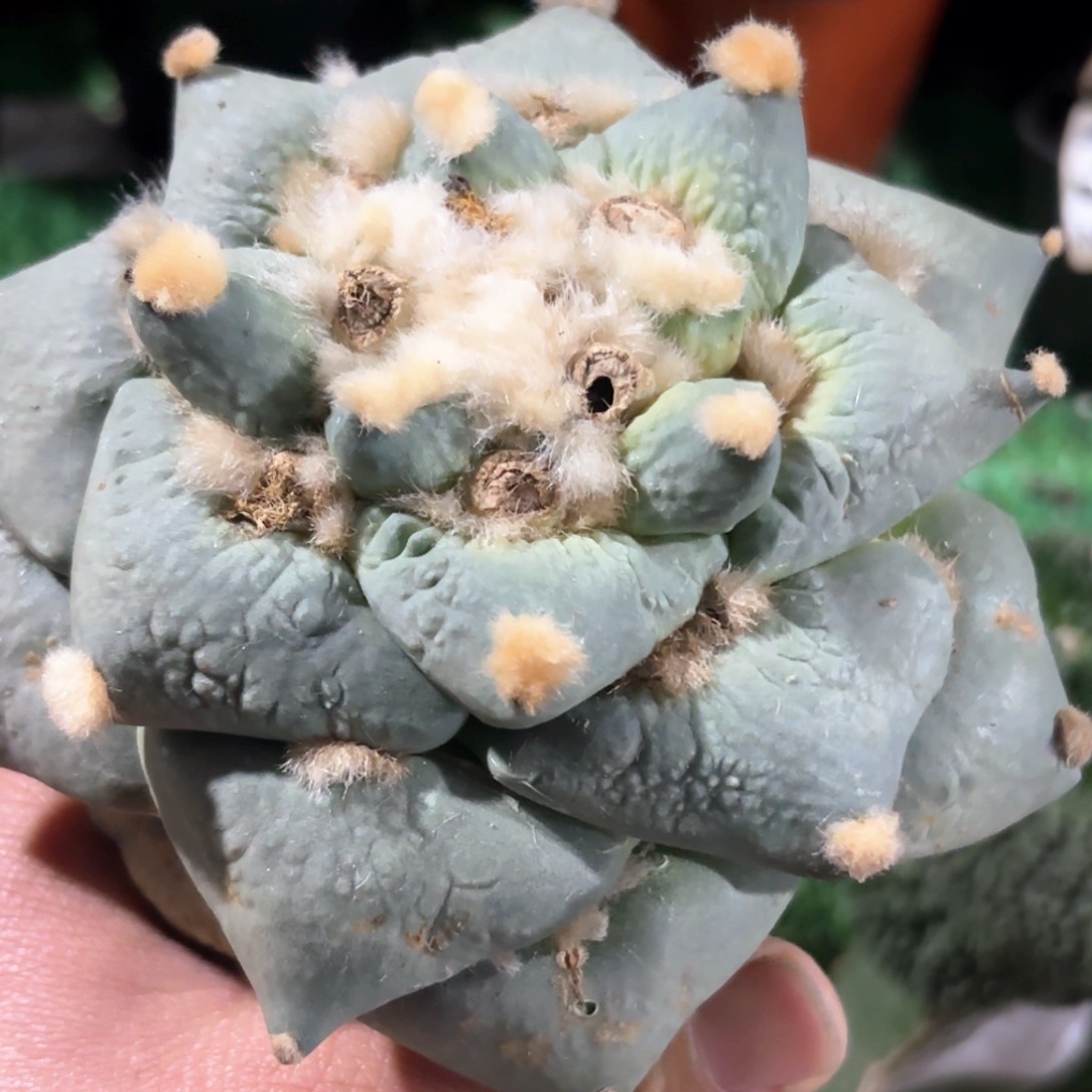 蓝白肌青瓷怒涛牡丹799