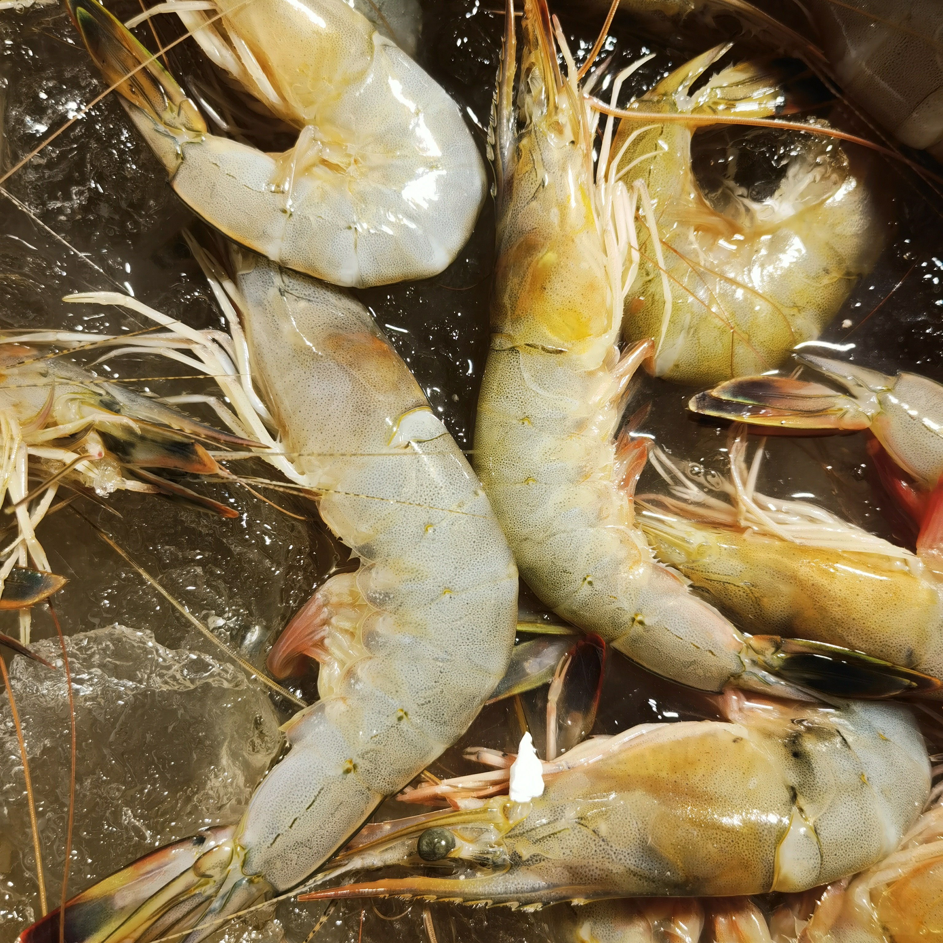 野生海捕大虾 顺丰包邮