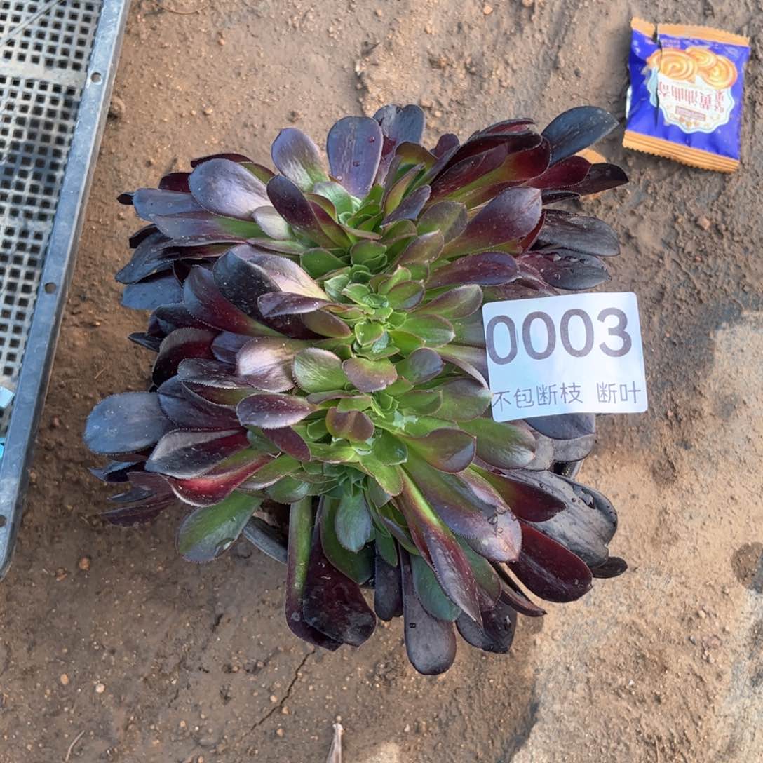 欧紫缀化，法师多肉