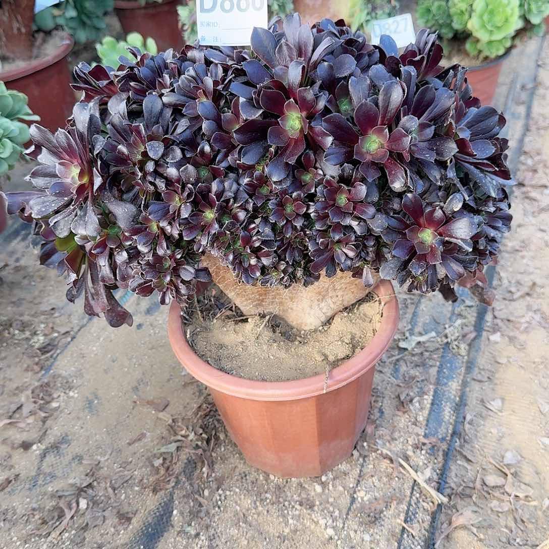 888欧紫朵朵一颗呀呀