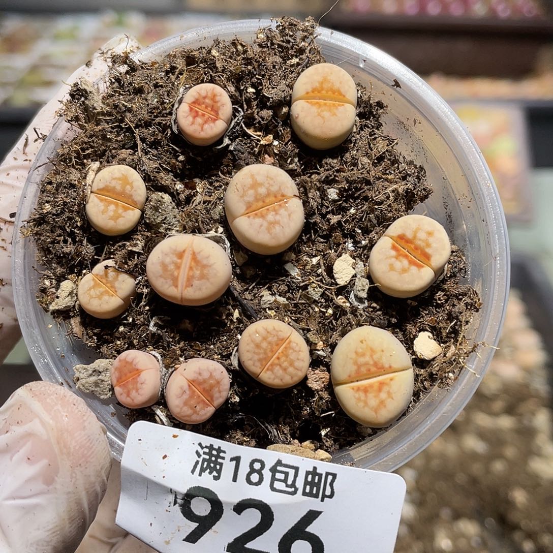 926当天凑满十八元包邮生石花