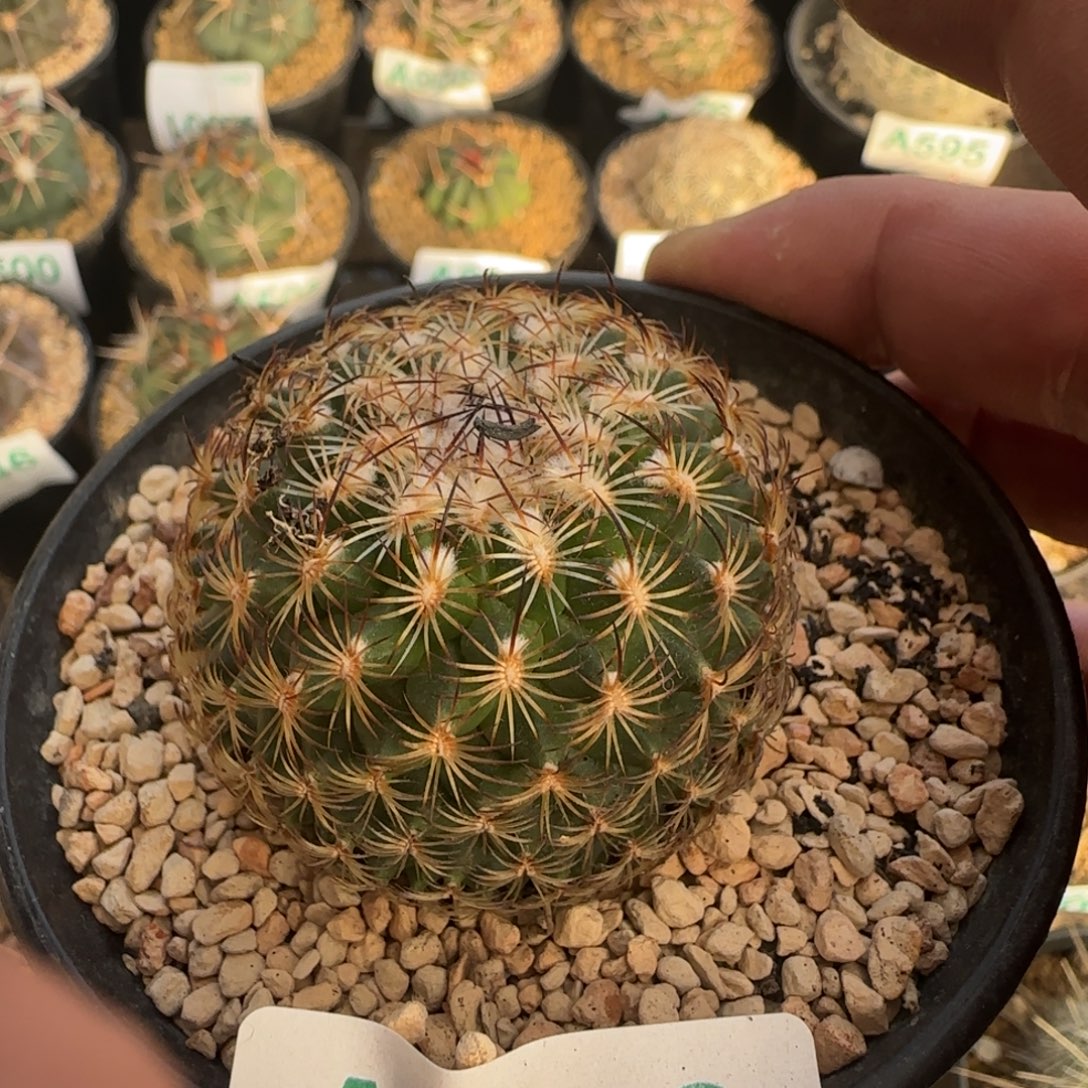 伊萨贝拉 实生仙人球253