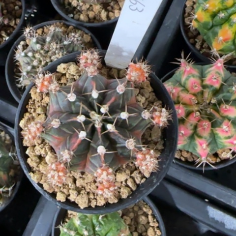 463-0112侧芽泰国发货多肉