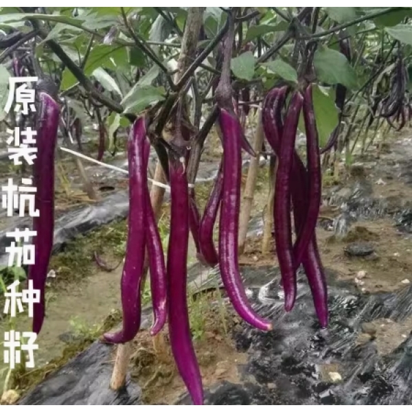 【全店拼满5包包邮】杭茄线茄种子（包装袋13x19厘米）每包约200粒