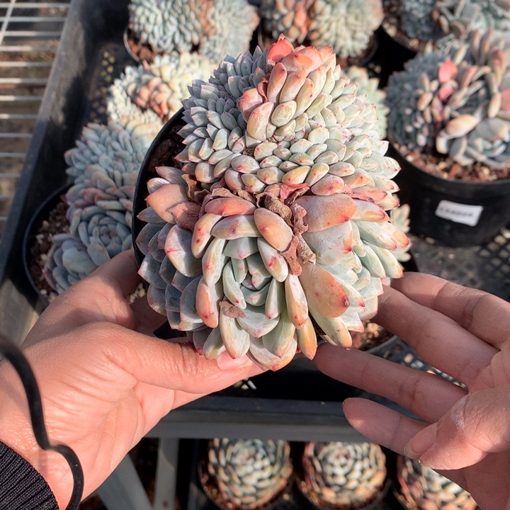 123031缀嗯嗯嗯嗯嗯嗯好