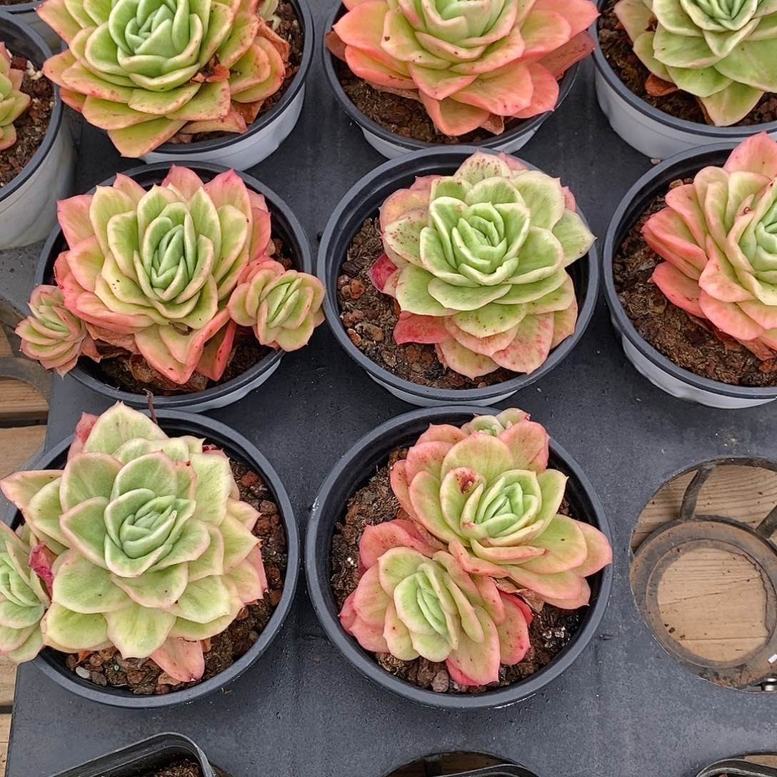 金汇园艺，冰玫瑰锦混发