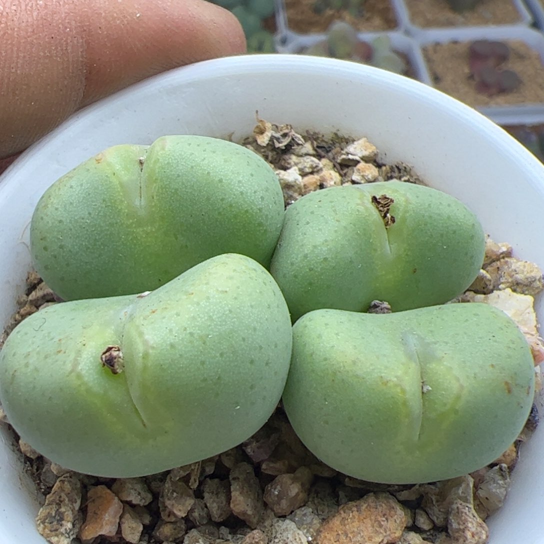 大家过年好22705