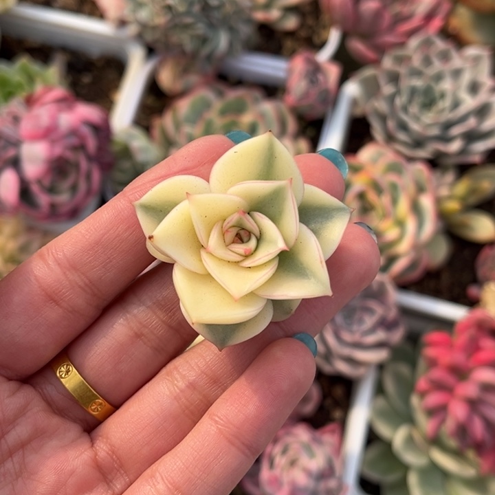 哈**?斗牛士锦一颗价格头盖