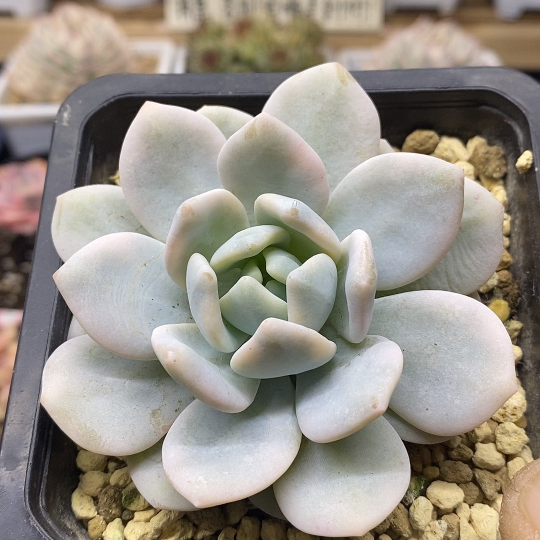 12148 冷香覆轮锦