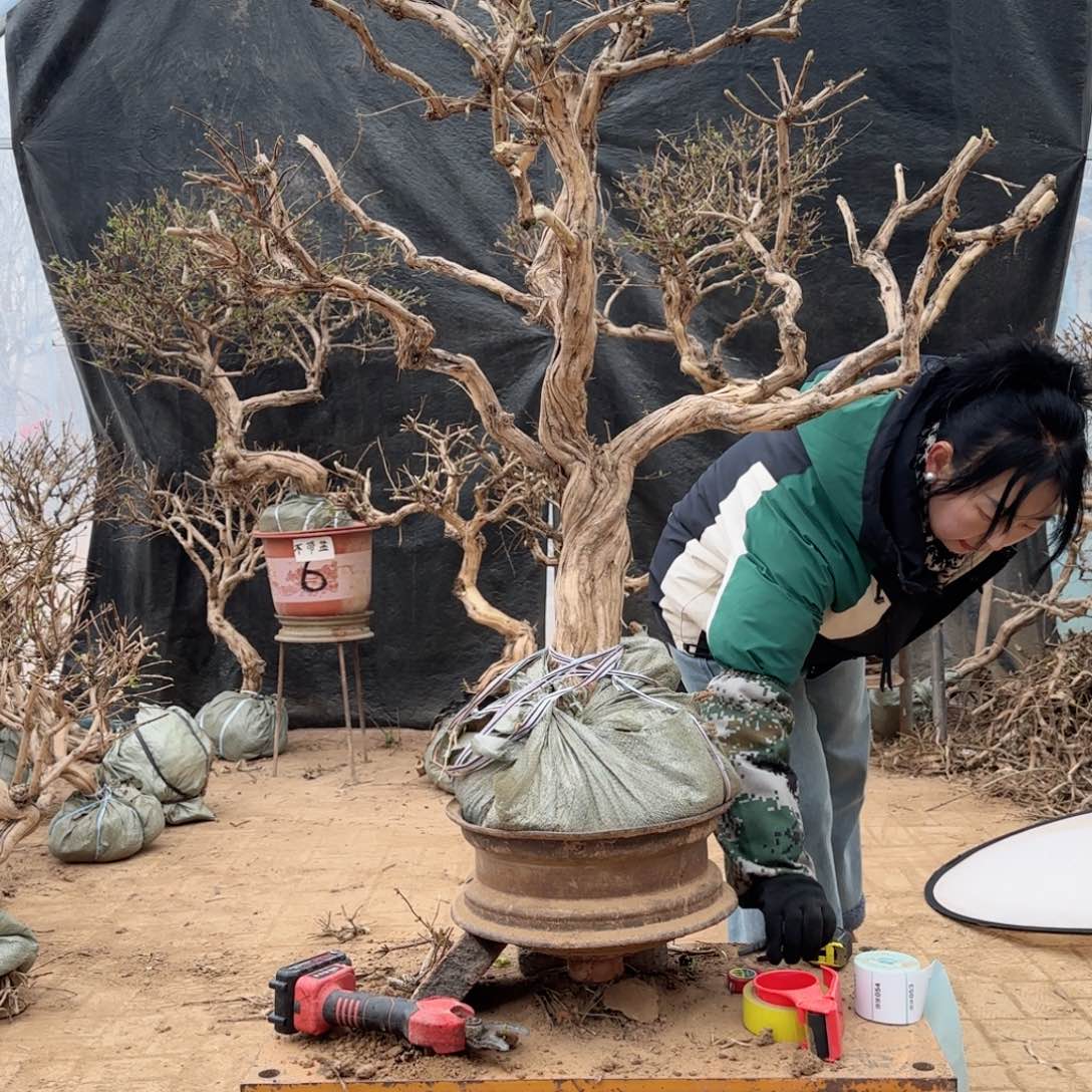 私***房金银花金银花金花银花