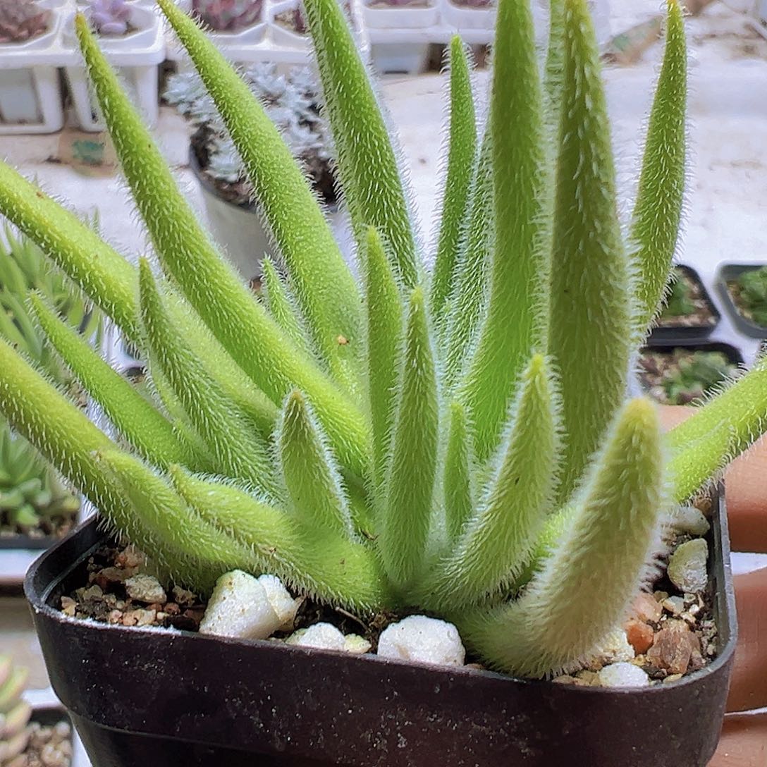 银狐拓土发货19包邮