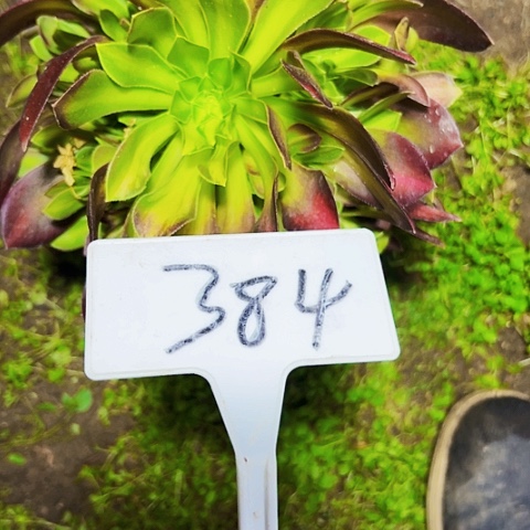 多肉植物绍花法师