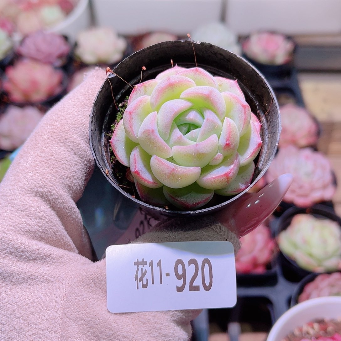 花利美11-920新品