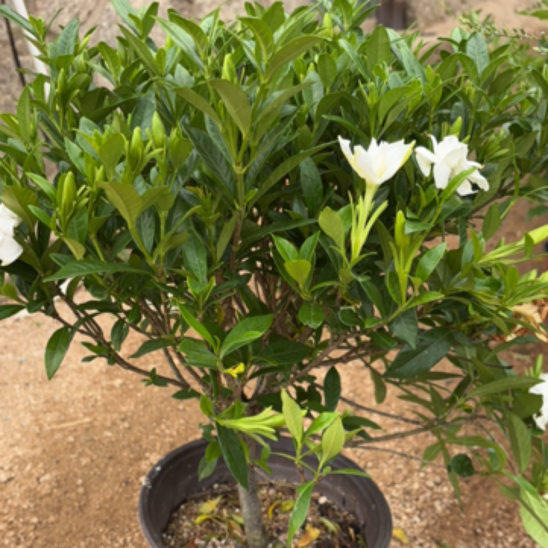 小叶栀子花老苗独杆原盆原土带花苞风化沙盆土河北秦皇岛发货