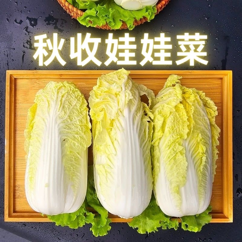 现砍现发精品大小娃娃菜