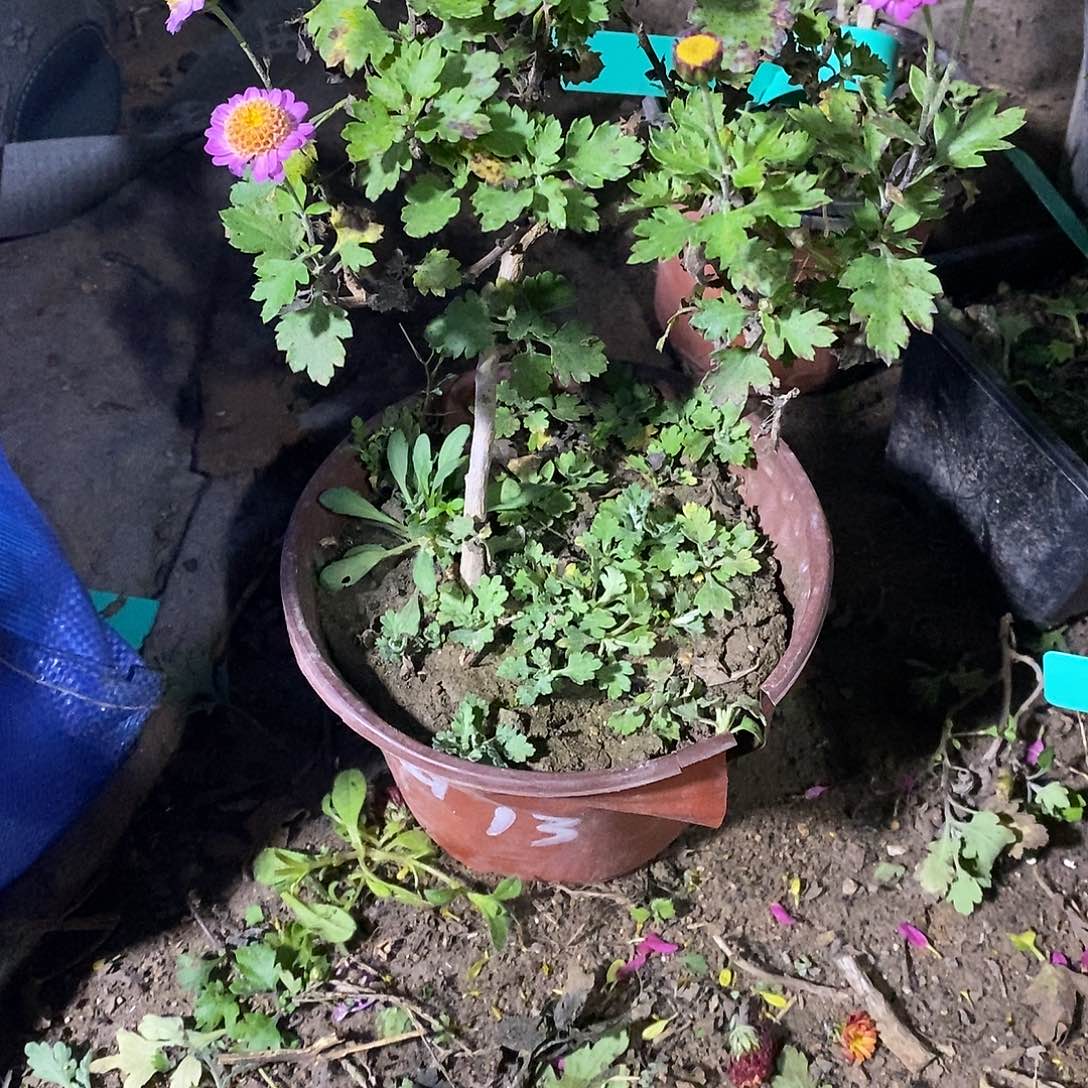 海***涯完全开放菊花菊花盆景