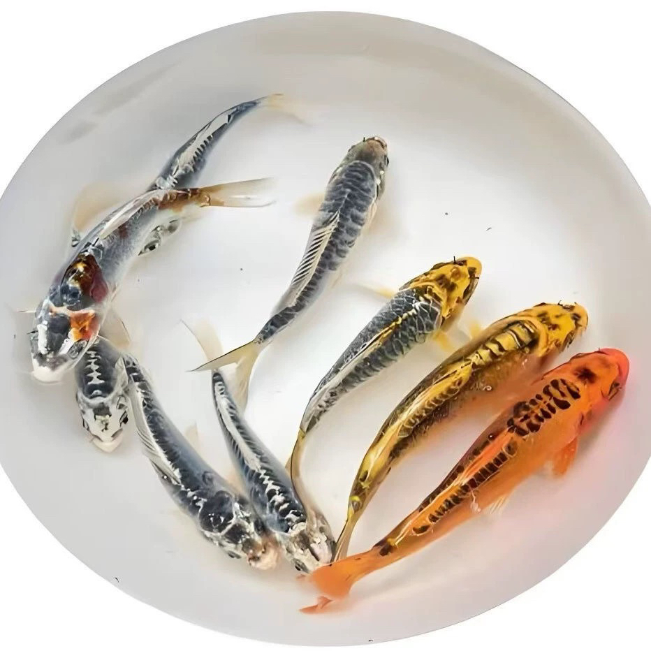 34只【德系龙系】精品锦鲤  多品种  花色搭配发货