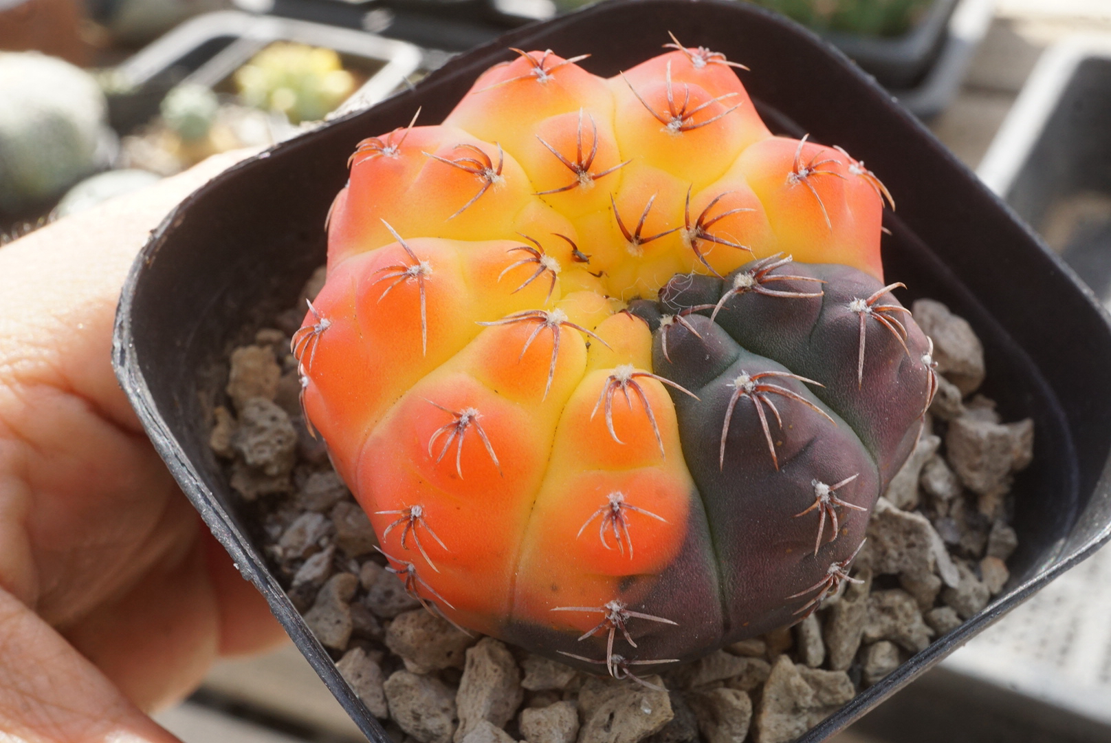 瑞昌玉锦实生5公分裸根发货