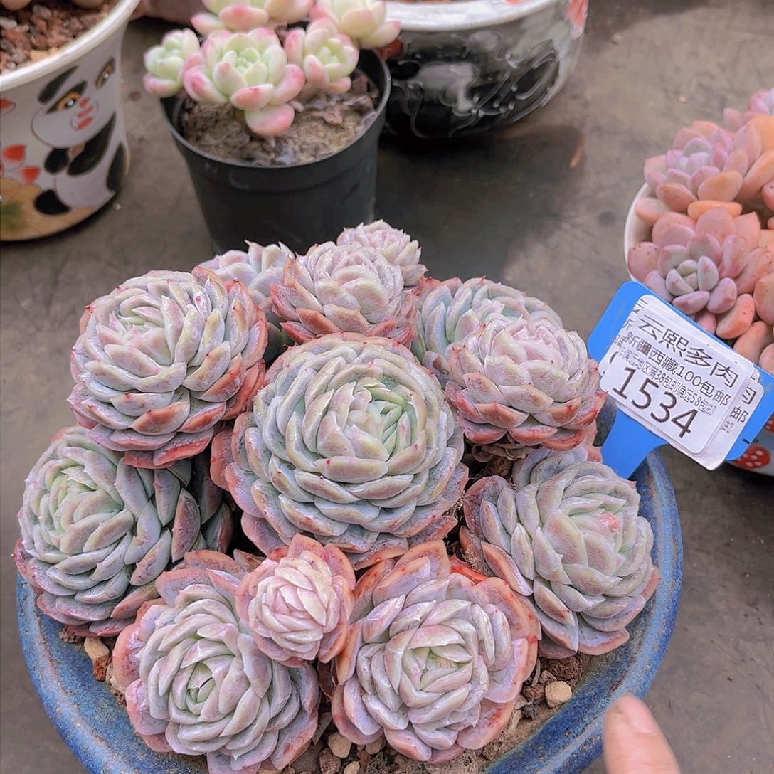 1534贝壳西娜。