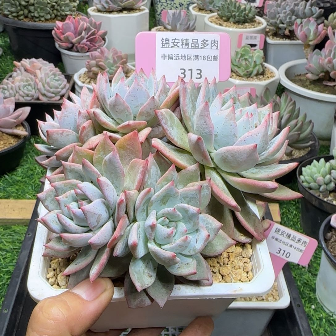 锦安精品多肉植物313