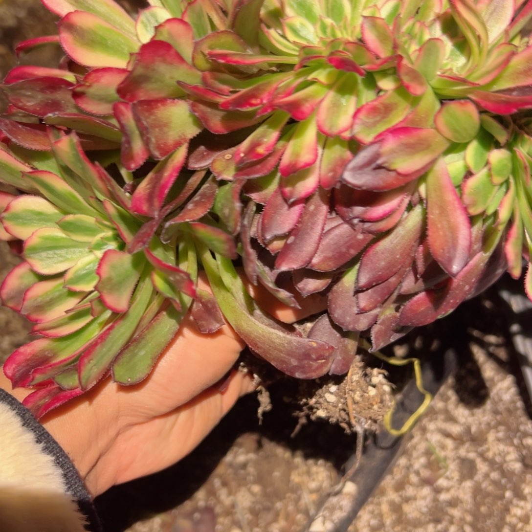 934 号多肉植物法师