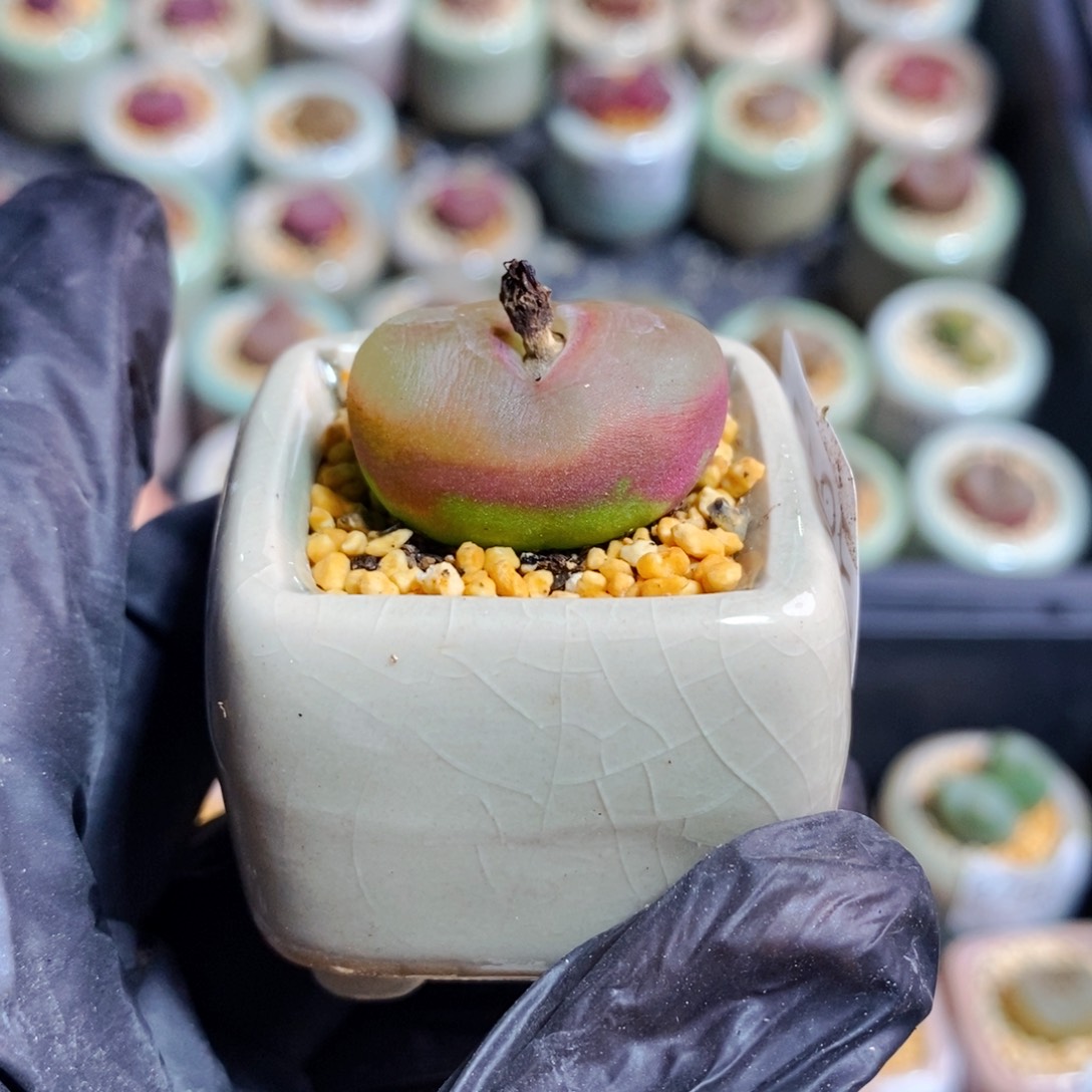 3847-一物一拍 带盆