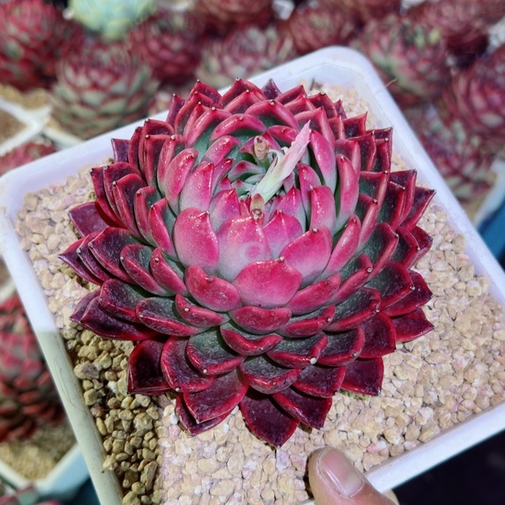 精品多肉植物老桩