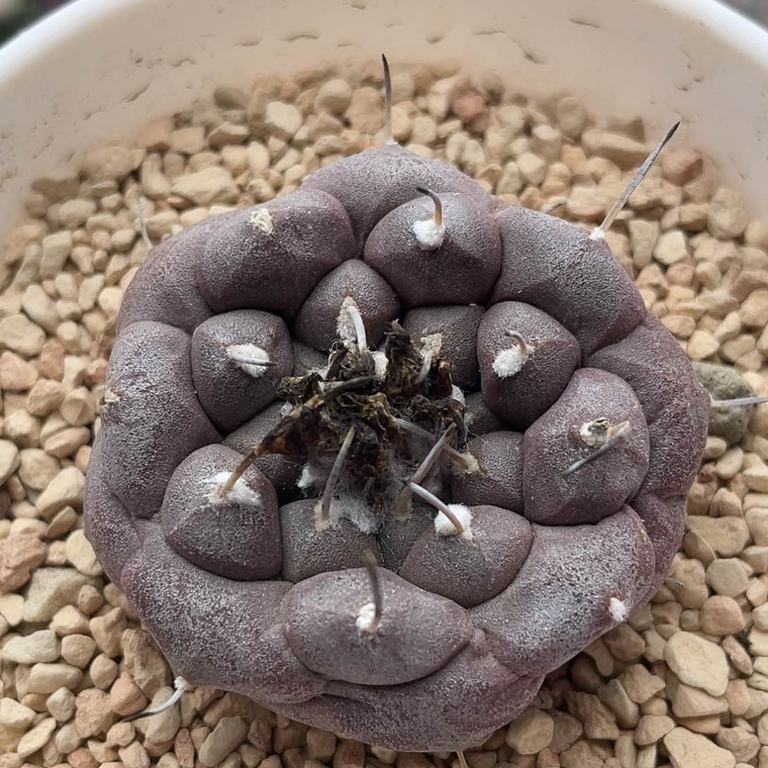 实生大尤东云娇丽仙人球多肉